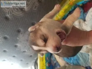 SIBERIAN HUSKY PUPPYS