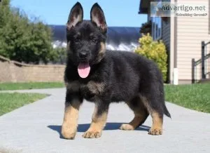 German shepherd puppies