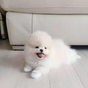 Looking for a loving family for my small playfully self pomerani
