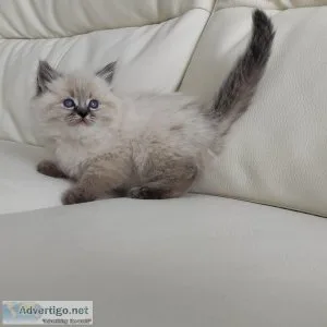 gsgr Ragdoll Kittens for sale