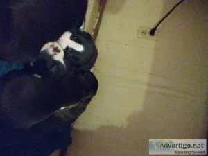 Pit bull puppies