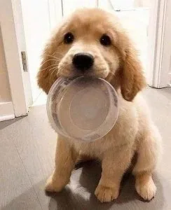 A handsome and loving Golden Retriever