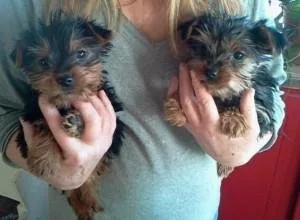 Teacup Yorkie  YorkshireTeacup Yorkie  Yorkshire Terrier For Ado