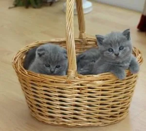 jrtjt Scottish fold kitten for sale