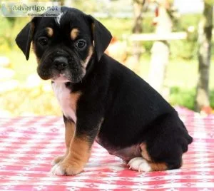 Beabull Puppy