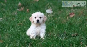 Playing Golden Retriever puppies