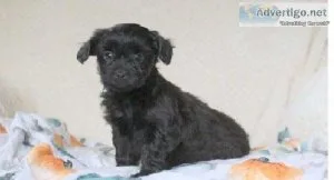 Yorkshire Terrier puppIES