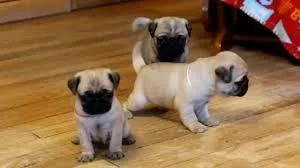 Pug Puppies for Sale