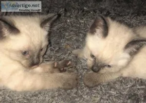 Siamese Kittens