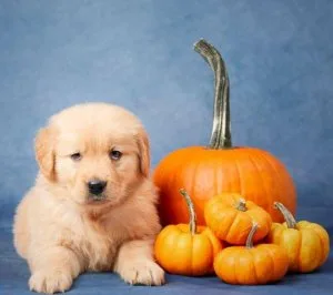 Gracie Golden Retriever puppy