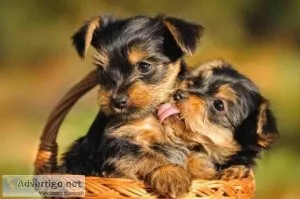 Playmate home trained magnification Yorkie Puppies