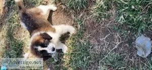 Saint Bernard puppies