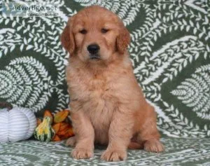 Golden retriever puppies westcoastgoldenretri ever.com