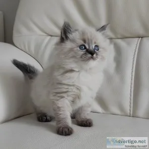 Adorable Ragdoll Kittens for sale