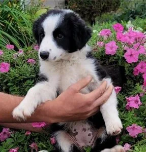 Gorgeous Border Collie puppies available