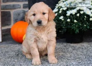 Irwin Golden retriever puppies