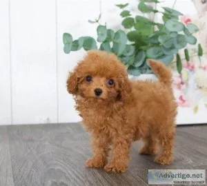 Cavapoo puppies Male and Female