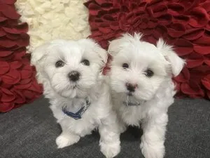 Maltese puppies for sale