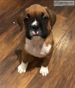 Reg Boxer puppies For sale