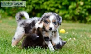 Australian Shepherd Available