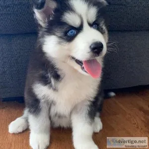 Siberian Husky Puppies