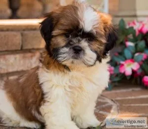 Adorable Male And Female Shih Tzu Puppies
