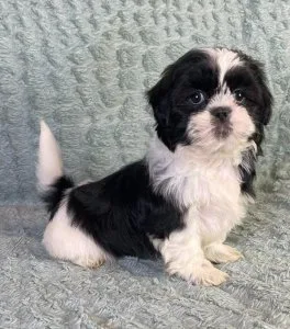 Shih Tzu Puppies for sale