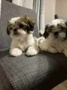shih tzu puppies ready