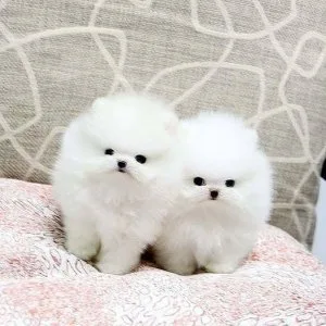 Priceless White Pomeranian Puppy For Adoption