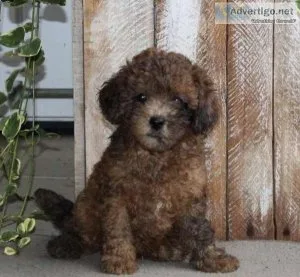 Miniature Poodle PuppIES