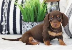 Miniature Dachshund Puppies For Sale
