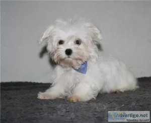 Adorable outstanding Maltese puppies