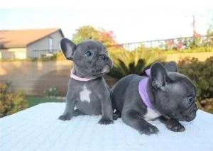 French Bulldog Puppies