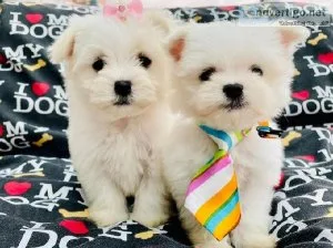 Maltese puppies for sale