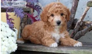 Mini Labradoodle Puppy
