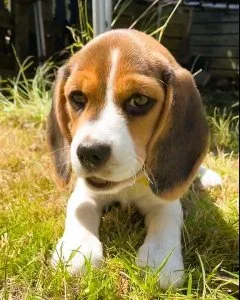 Beagle puppies for sale