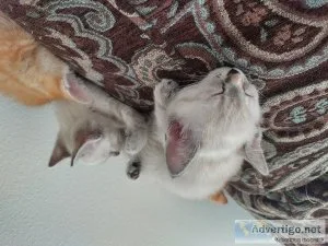 Halloween kittens to safe good loving homes
