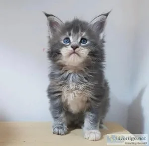 EXOTIC GREY ADORABLE MAIN
