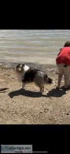 Registered male blue Merle collie