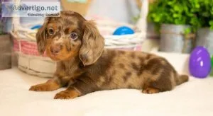 Mini Dachshund Puppies