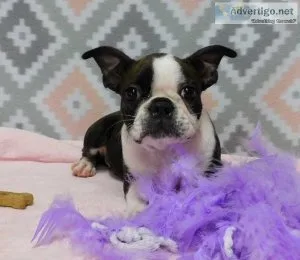 Boston Terier Puppies for sale