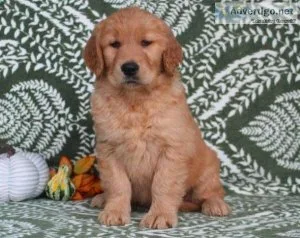 Pumpkin Golden retriever puppies ready