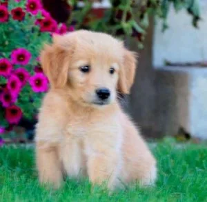 Alex Golden retriever puppies avail