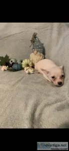 White chihuahua