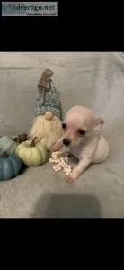Teacup chihuahua