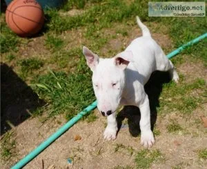 Healthy Male and Female Bull terrier puppies