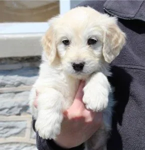 Goldendoodle puppies for sale