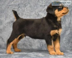 Rottweiler Puppy