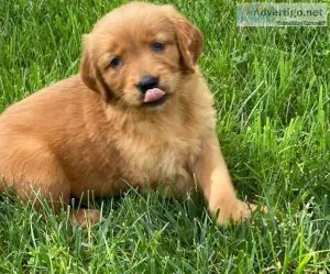 Golden Retriever Puppies
