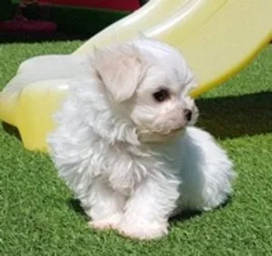 Pure Maltese Puppies KC Registered 3 Boys 1 Girl
